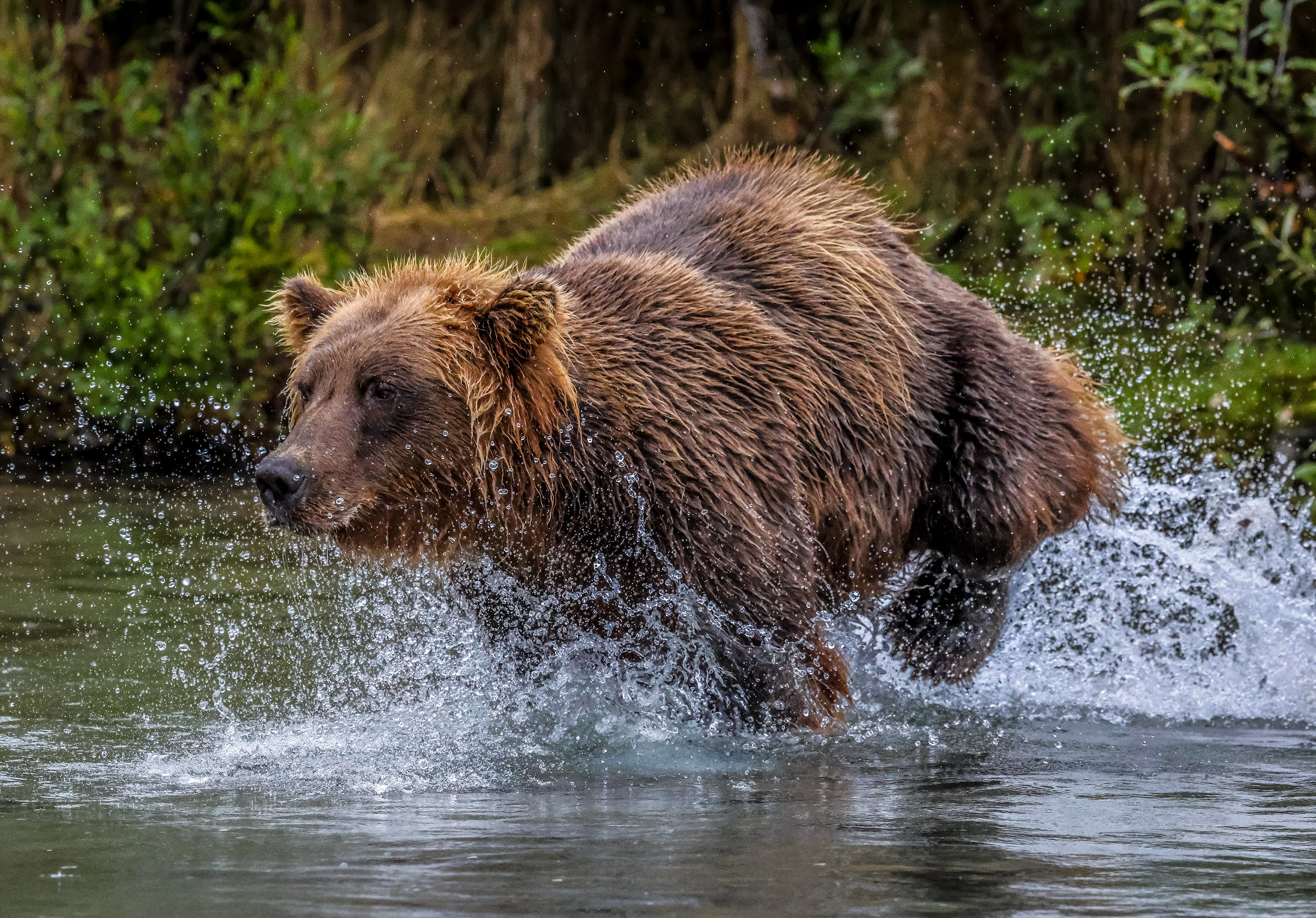 Open Wildlife Level 3 2nd Place Charge.jpg